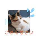 愛しのニャンズすたんぷ vol.6（個別スタンプ：5）
