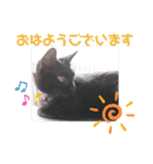 愛しのニャンズすたんぷ vol.6（個別スタンプ：6）