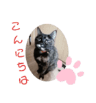 愛しのニャンズすたんぷ vol.6（個別スタンプ：8）