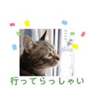 愛しのニャンズすたんぷ vol.6（個別スタンプ：9）