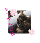 愛しのニャンズすたんぷ vol.6（個別スタンプ：13）