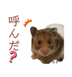 小川屋のスタンプSeason1（個別スタンプ：22）
