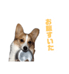 りんのスタンプ ①（個別スタンプ：2）