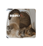 むーたんりーたん（個別スタンプ：6）