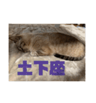 むーたんりーたん（個別スタンプ：13）
