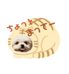 らんまるちゃん。②（個別スタンプ：10）