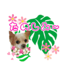 ほのぼのクーピーのアロハ日常偏（個別スタンプ：1）