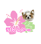 ほのぼのクーピーのアロハ日常偏（個別スタンプ：2）
