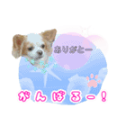 ほのぼのクーピーのアロハ日常偏（個別スタンプ：6）