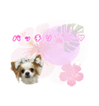 ほのぼのクーピーのアロハ日常偏（個別スタンプ：12）