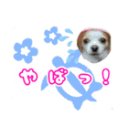 ほのぼのクーピーのアロハ日常偏（個別スタンプ：14）