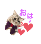 サイベリアンのキキちゃん（個別スタンプ：1）
