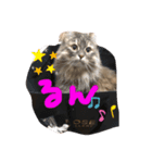 サイベリアンのキキちゃん（個別スタンプ：3）
