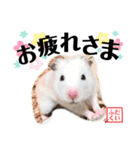 おもち系ハムスター だいふく（個別スタンプ：18）