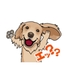 golden retriever@SURFBORDER（個別スタンプ：7）