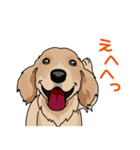 golden retriever@SURFBORDER（個別スタンプ：11）