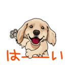 golden retriever@SURFBORDER（個別スタンプ：14）