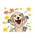 golden retriever@SURFBORDER（個別スタンプ：17）