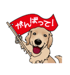 golden retriever@SURFBORDER（個別スタンプ：24）