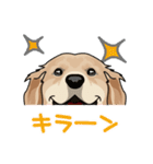 golden retriever@SURFBORDER（個別スタンプ：27）