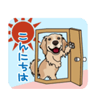 golden retriever@SURFBORDER（個別スタンプ：30）