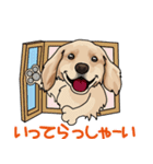 golden retriever@SURFBORDER（個別スタンプ：32）