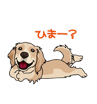 golden retriever@SURFBORDER（個別スタンプ：36）