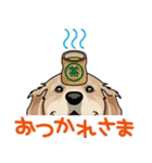 golden retriever@SURFBORDER（個別スタンプ：38）