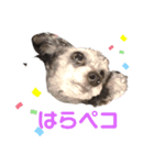 ブブ愛してるスタンプ（個別スタンプ：1）