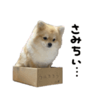ぼく。うにたろう。Part2（個別スタンプ：11）