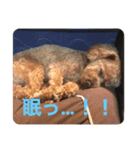 トムの日常その2（個別スタンプ：10）