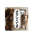 トムの日常その2（個別スタンプ：13）