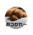 トムの日常その2（個別スタンプ：16）