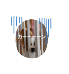 パピヨンのマロン（個別スタンプ：3）
