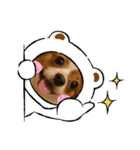 パピヨンのマロン（個別スタンプ：5）