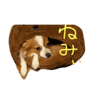 パピヨンのマロンちゃん（個別スタンプ：2）
