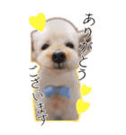 プー ＊asachi（個別スタンプ：1）
