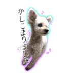 プー ＊asachi（個別スタンプ：4）