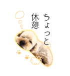 プー ＊asachi（個別スタンプ：6）