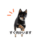 豆柴の杏子（個別スタンプ：4）