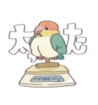 ゆかいなシロハラインコ（個別スタンプ：20）