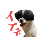 渡辺家の犬たち①（個別スタンプ：10）