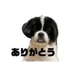 渡辺家の犬たち①（個別スタンプ：15）