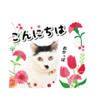 ファニーなニャンズ 2021 卒業にゃんこ1（個別スタンプ：1）