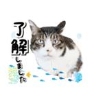ファニーなニャンズ 2021 卒業にゃんこ1（個別スタンプ：2）