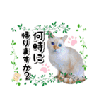 ファニーなニャンズ 2021 卒業にゃんこ1（個別スタンプ：4）