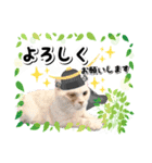 ファニーなニャンズ 2021 卒業にゃんこ1（個別スタンプ：5）