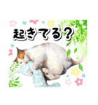 ファニーなニャンズ 2021 卒業にゃんこ1（個別スタンプ：7）