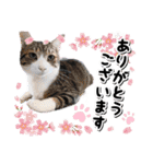 ファニーなニャンズ 2021 卒業にゃんこ1（個別スタンプ：8）