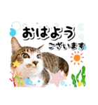 ファニーなニャンズ 2021 卒業にゃんこ1（個別スタンプ：9）